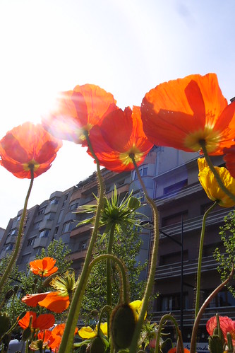 fleur de la ville de vallence