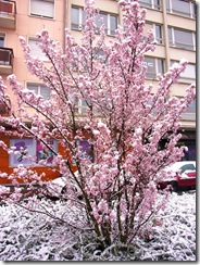 RIMG0338