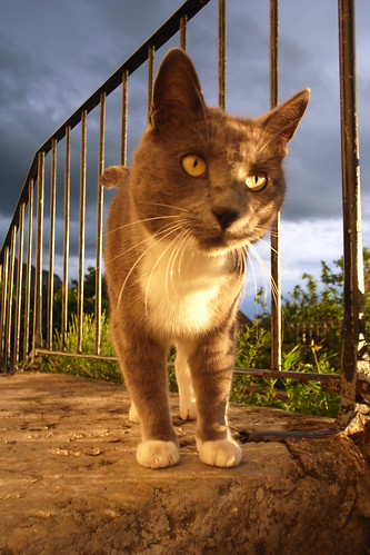 le chat a gruffy (by plateaukao) le chat a gruffy (by plateaukao)