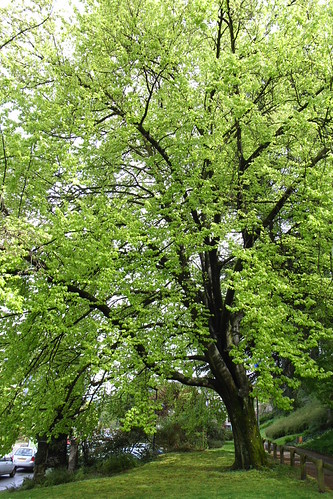 RIMG0005 (by plateaukao) RIMG0005 (by plateaukao)