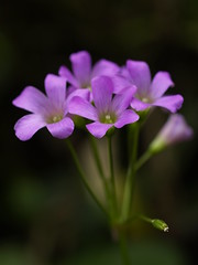 _1282212 (by plateaukao) _1282212 (by plateaukao)