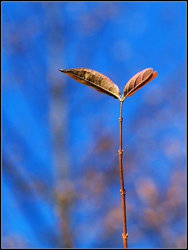PC156129 (by plateaukao)