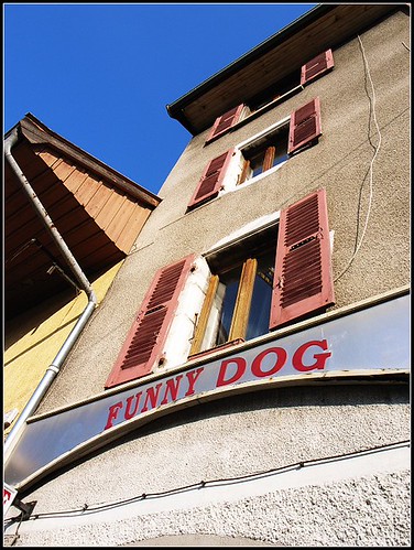funny dog (by plateaukao)