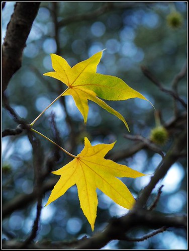PC156097 (by plateaukao)