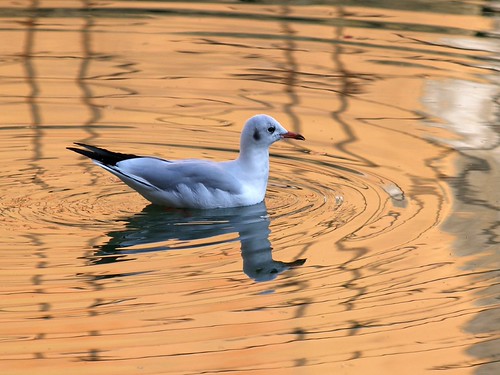 PA294044 (by plateaukao) PA294044 (by plateaukao)