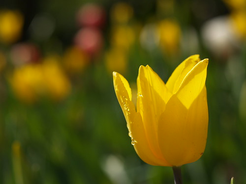 p2092527 tulip (by plateaukao)