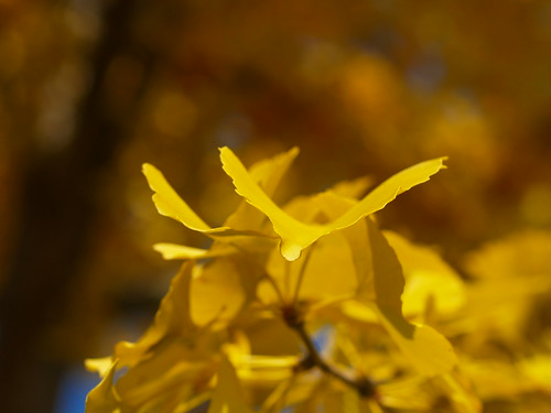 PB064201 飛 (by plateaukao)