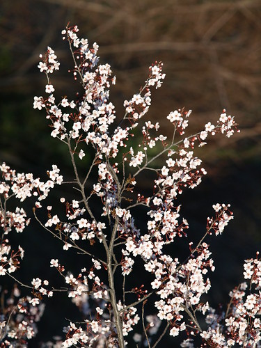 P2223287 (by plateaukao) P2223287 (by plateaukao)