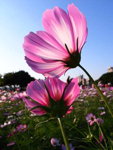 R8073417 (by plateaukao) R8073417 (by plateaukao)
