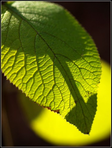 PC025355 (by plateaukao) PC025355 (by plateaukao)