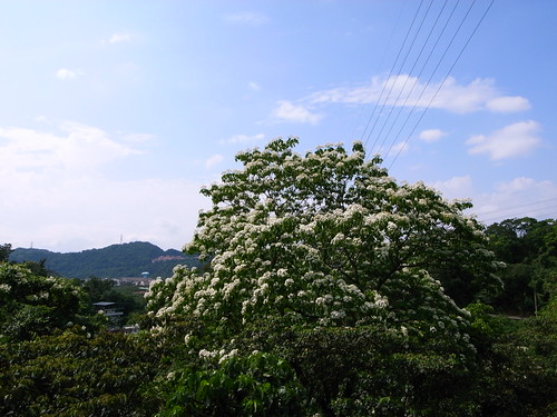 R8074543 (by plateaukao)