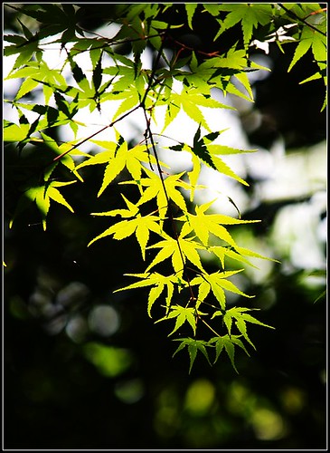 P61921771 (by plateaukao)