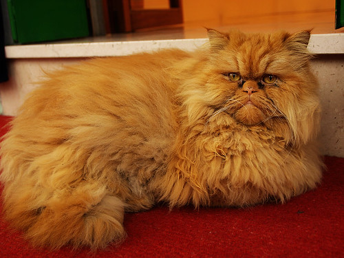 P2263617 (by plateaukao)