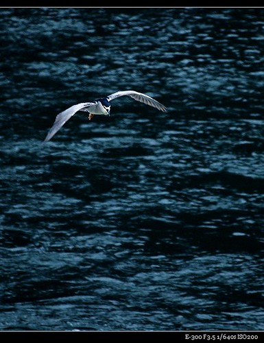 PB181678 (by plateaukao)