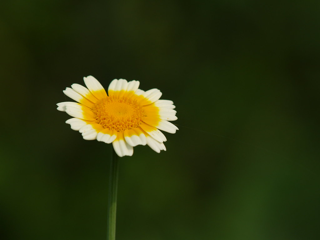 P5040443.JPG (by plateaukao)