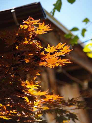 P6161264 (by plateaukao)