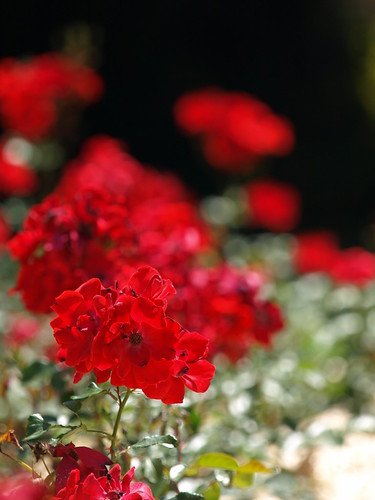 P6226795 (by plateaukao)