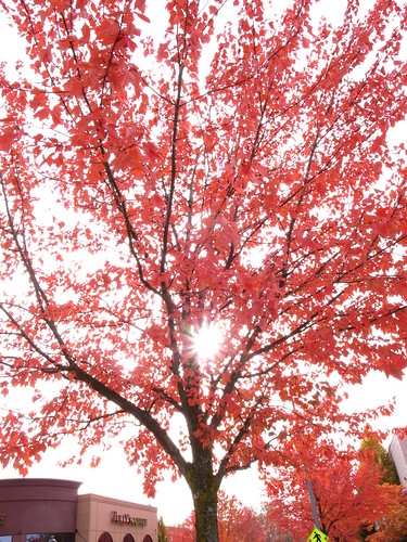 R1040625.JPG (by plateaukao)