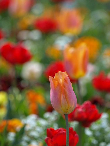 P4194678 (by plateaukao)