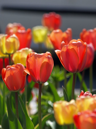 P4194687 (by plateaukao)