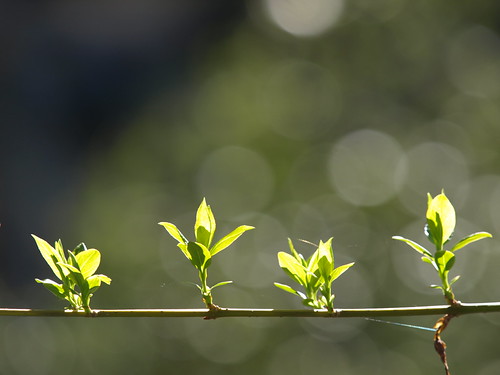 P4194770 (by plateaukao)