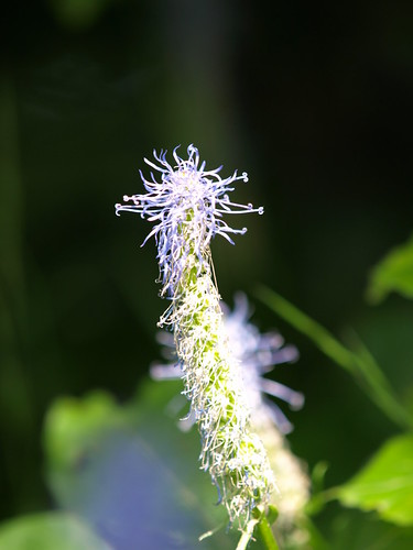 P6256835 (by plateaukao)