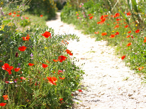 P5035638 (by plateaukao) P5035638 (by plateaukao)