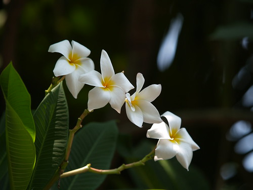 P8190393 (by plateaukao) P8190393 (by plateaukao)