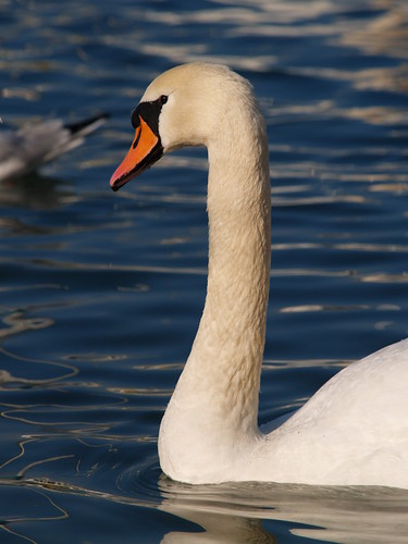 PB174886 (by plateaukao)