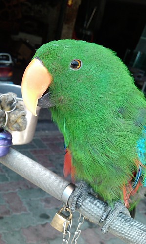 IMAG0044.jpg (by plateaukao)
