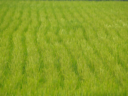 P4300266.JPG (by plateaukao)