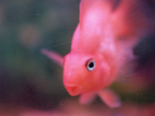 P9200257 (by plateaukao) P9200257 (by plateaukao)