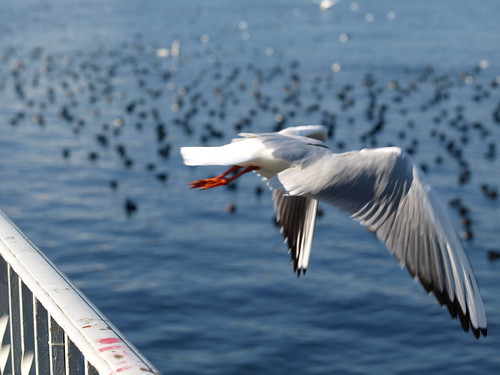 P2080956 (by plateaukao)
