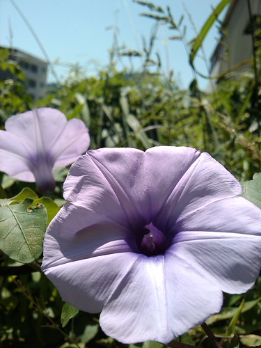 IMAG0070 (by plateaukao) IMAG0070 (by plateaukao)
