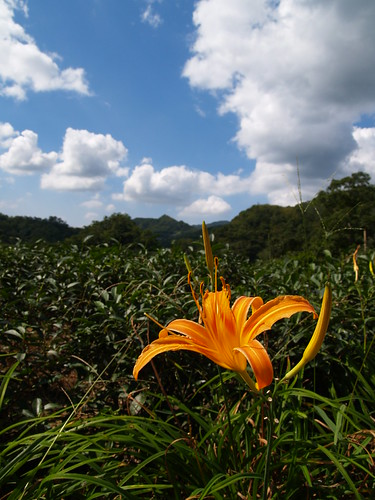 PA221341 (by plateaukao) PA221341 (by plateaukao)