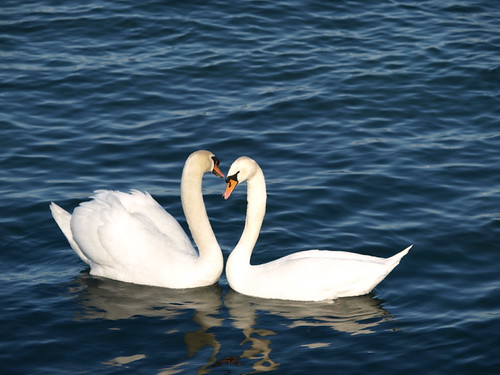 P2080970 (by plateaukao)