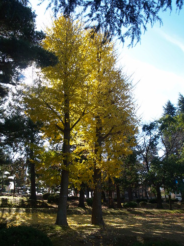 PB231890 (by plateaukao) PB231890 (by plateaukao)